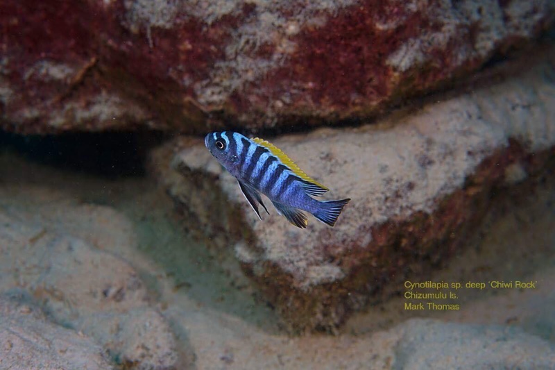 Cynotilapia zebroides 'Chiwi Rocks'